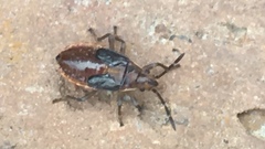 Nysius raphanus