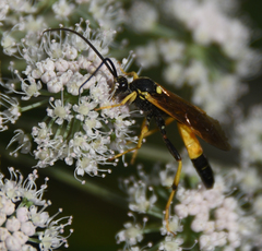 Ichneumon extensorius