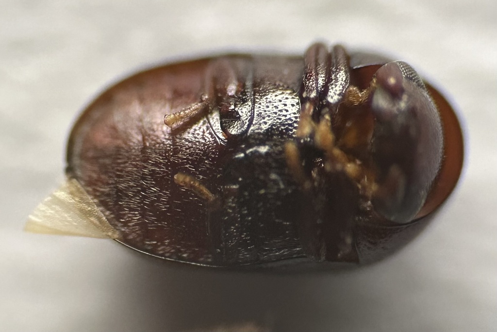 Tricorynus politus