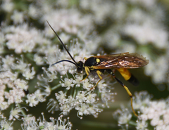 Ichneumon extensorius