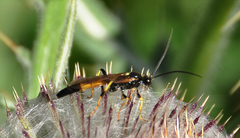 Ichneumon stramentor