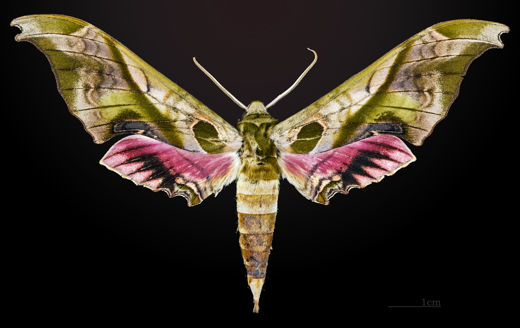 Adhemarius donysa