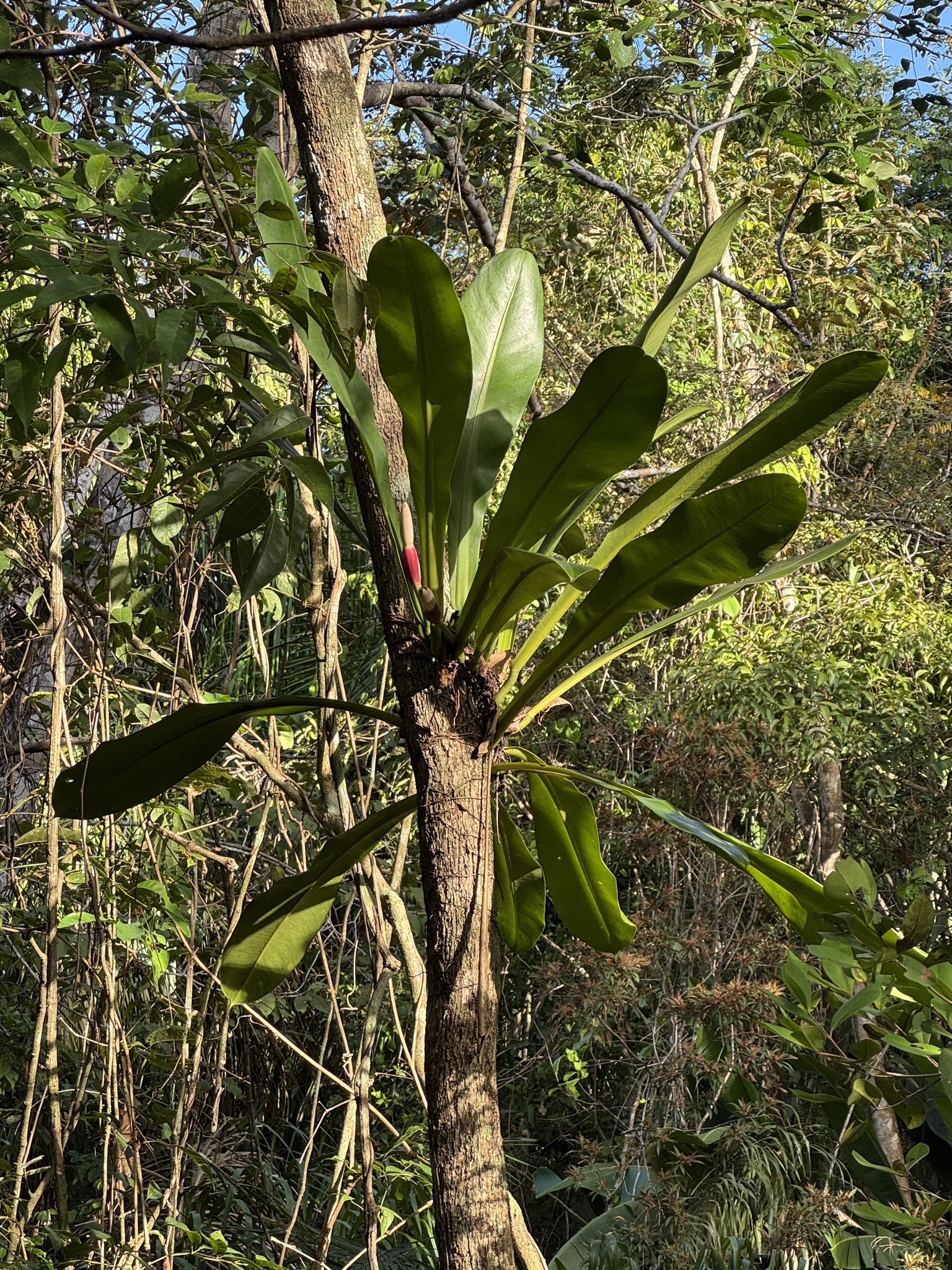 Philodendron linnaei