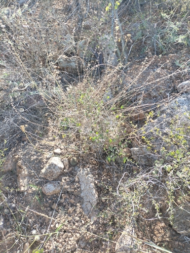 Image of Hyptis collina by no rights reserved