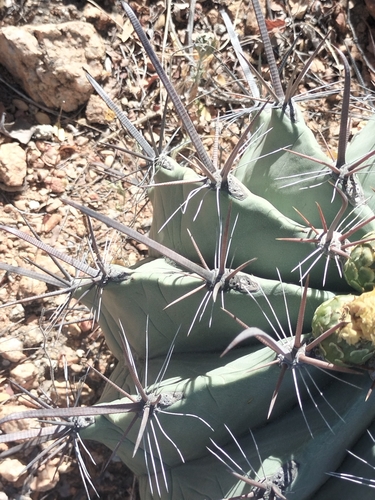 Image of Ferocactus townsendianus by no rights reserved