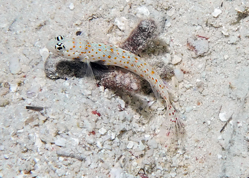 Spotted prawn-goby (Amblyeleotris guttata) — Gobiidae — 5