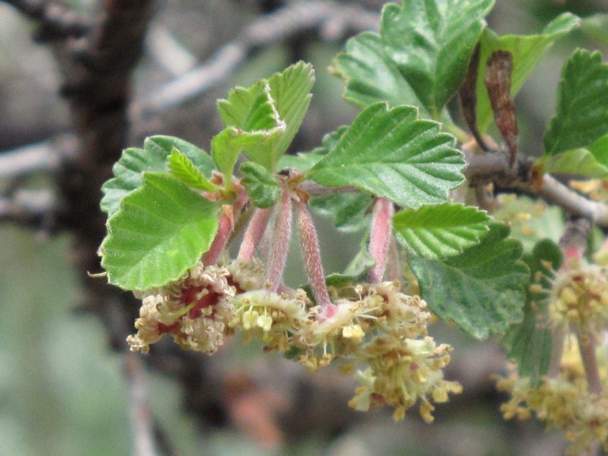 Cercocarpus montanus