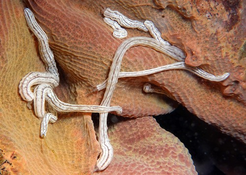 Synaptula lamperti observed 2024-12-05