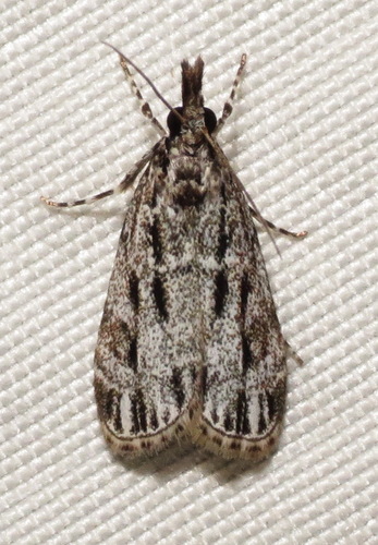 Striped Eudonia Moth photo 3