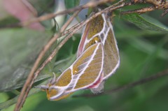 Syssphinx albolineata