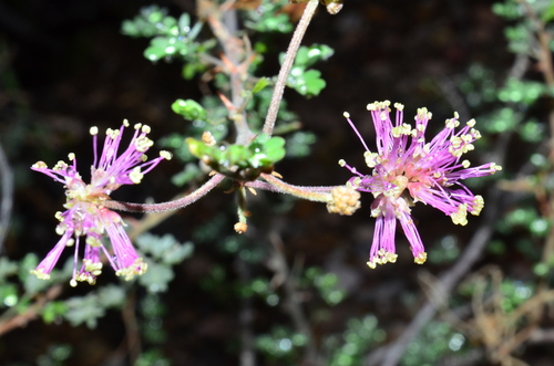 Emory's Mimosa (Mimosa emoryana)