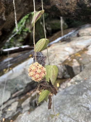 Hoya parasitica 3