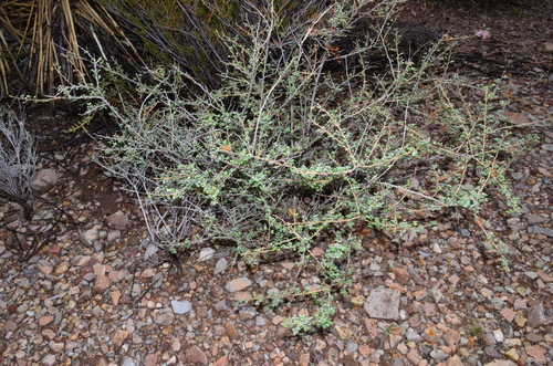 Image of Mimosa emoryana by (c) Gabriel Campbell-Martinez, some rights reserved (CC BY)