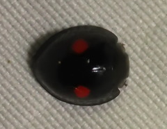 Chilocorus stigma