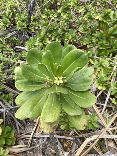 Scaevola paulayi observed 2024-10-16