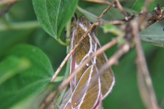 Syssphinx albolineata