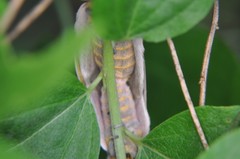 Syssphinx albolineata