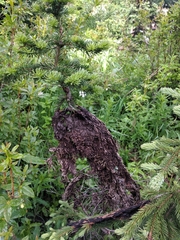 Herpotrichia juniperi