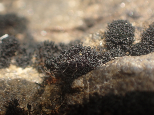 A black lichen growing on a rock