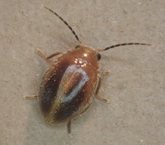 Prionocyphon limbatus