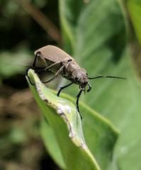 Epicauta cinerea-group