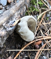 Helvella costifera