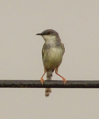 Prinia hodgsonii