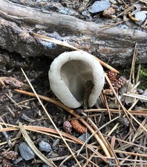 Helvella costifera