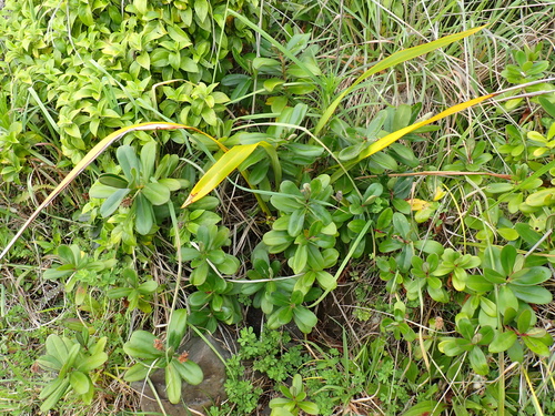 Image of Veronica speciosa by (c) Benjamin Lavin, some rights reserved (CC BY)
