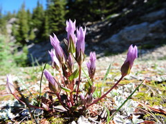 Gentianella propinqua propinqua