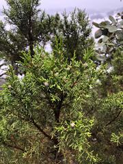 Juniperus jaliscana