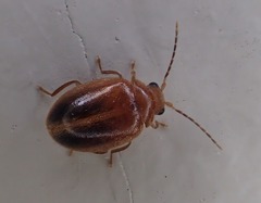 Prionocyphon limbatus