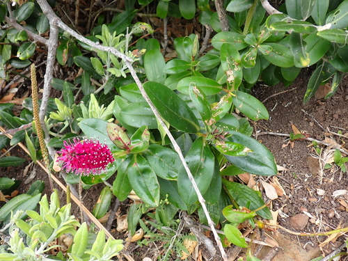 Veronica speciosa