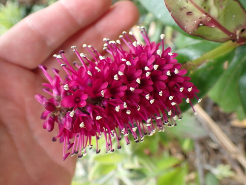 Veronica speciosa