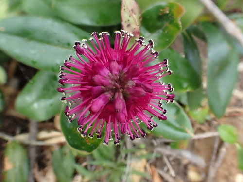 Veronica speciosa