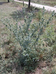 Cirsium ciliatum