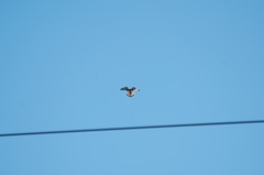 Falco sparverius sparverius