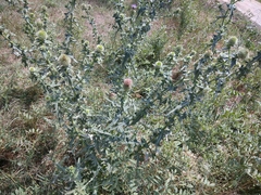 Cirsium ciliatum