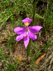 Calopogon oklahomensis