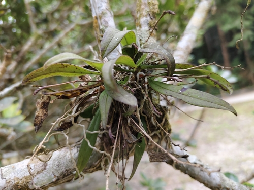 Thrixspermum saruwatarii iNat (1)