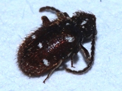 Ptinus exulans