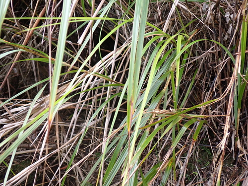 Image of Gahnia lacera by (c) Benjamin Lavin, some rights reserved (CC BY)