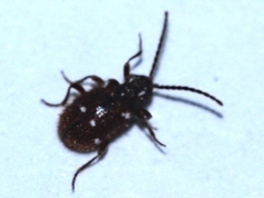 Ptinus exulans