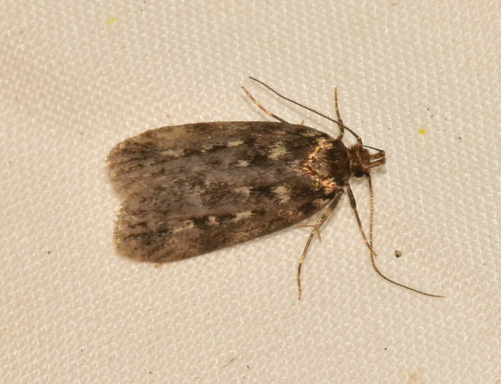 Buryas Bridge Moth