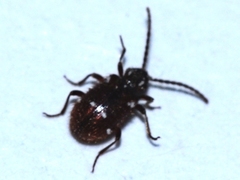 Ptinus exulans