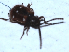 Ptinus exulans