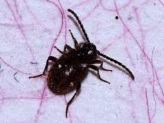 Ptinus exulans