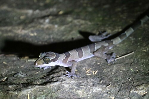 Cyrtodactylus intermedius observed 2024-12-16