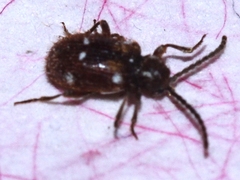 Ptinus exulans