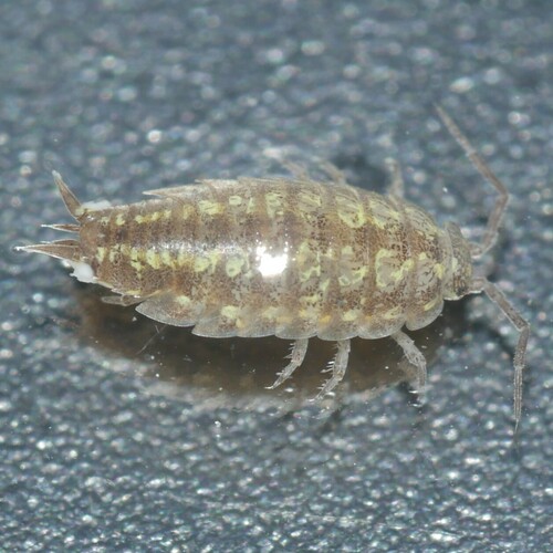 Eastern Saltmarsh Woodlouse photo 5